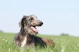 DEERHOUND 025